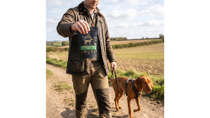 Avoiding Artificial Preservatives in Dog Food